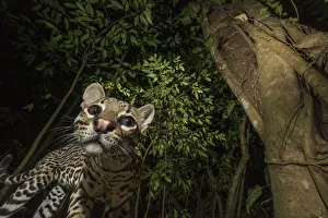 Ocelot (Leopardus pardalis) viewed from below. camera trap image, Nicoya Peninsula Ocelot (Leopardus pardalis) viewed from below. camera trap image, Nicoya Peninsula