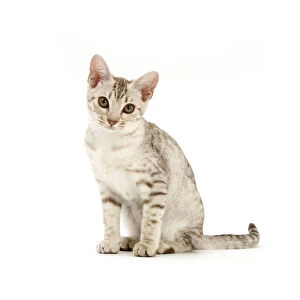 Images Dated 17th July 2014: Ocicat kitten sitting