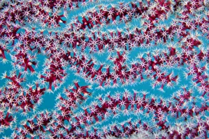 Detail of octo coral polyps from Sea fan (Gorgonia sp.), Triton Bay, West Papua, Indonesia, Pacific Ocean Detail of octo coral polyps from Sea fan (Gorgonia sp.), Triton Bay, West Papua, Indonesia, Pacific Ocean