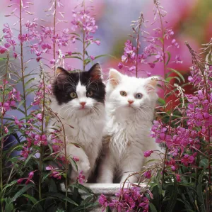 Odd-eyed white and black bicolour Persian-cross kittens, among Rosebay Willowherb Odd-eyed white and black bicolour Persian-cross kittens, among Rosebay Willowherb