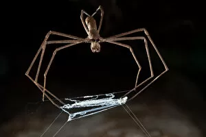 Invertebrates Gallery: Ogre faced / Net-casting spider {Deinopis sp} with web held between legs that it