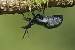 Images Dated 12th April 2009: Oil Beetle (Meloe proscarabaeus). Powerstock Common, Dorset, England, UK, April