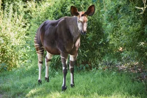 Okapi (Okapia johnstoni). Beauval Zoo Parc, France. Captive Okapi (Okapia johnstoni). Beauval Zoo Parc, France. Captive