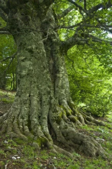 Images Dated 3rd June 2009: Old European beech trees (Fagus sylvatica) Pollino National Park, Basilicata, Italy