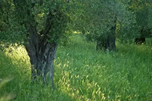 Images Dated 4th May 2008: Olive grove (Olea europaea) Vieste, Gargano National Park, Gargano Peninsula, Apulia