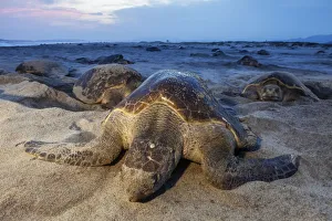 Olive Ridley Sea Turtle (Lepidochelys olivacea) nesting, Arribada (mass nesting event) Olive Ridley Sea Turtle (Lepidochelys olivacea) nesting, Arribada (mass nesting event)