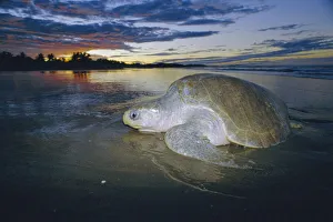 Olive ridley turtle emerging from sea at dusk. Costa Rica {Lepidochelys olivacea} Olive ridley turtle emerging from sea at dusk. Costa Rica {Lepidochelys olivacea}