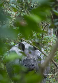 Indian Rhinoceros Gallery: One-horned Asian rhinoceros (Rhinoceros unicornis), Chitwan National Park, Inner Terai lowlands