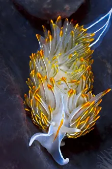Opalescent nudibranch (Hermissenda crassicornis) preys upon stinging hydroids Opalescent nudibranch (Hermissenda crassicornis) preys upon stinging hydroids