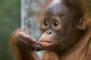 Expressions Gallery: Orang utan baby (Pongo pygmaeus) head portrait, holding fingers to mouth, Semengoh Nature reserve