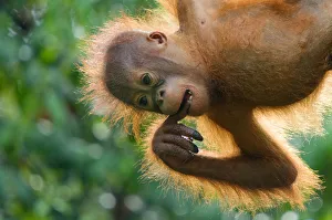 Orang utan (Pongo pygmaeus) baby hanging from trees, and chewing on fingers, Semengoh Orang utan (Pongo pygmaeus) baby hanging from trees, and chewing on fingers, Semengoh