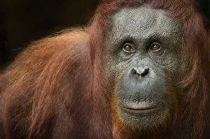 Images Dated 5th June 2010: Orang utan (Pongo pygmaeus) head portrait of female, Semengoh Nature reserve, Sarawak