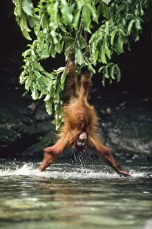 Images Dated 12th December 2011: Orang-Utan (Pongo pygmaeus) lowering itself from a branch head-first into water