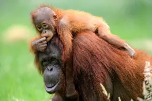 Orang utan (Pongo pygmaeus pygmaeus) mother with baby climbing on her back, occurs in Borneo Orang utan (Pongo pygmaeus pygmaeus) mother with baby climbing on her back, occurs in Borneo