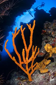 Orange branching sponge (Pilocaulis sp.) growing in a coral canyon on a reef wall Orange branching sponge (Pilocaulis sp.) growing in a coral canyon on a reef wall