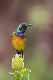 Orange-breasted sunbird (Anthobaphes violacea), Kirstenbosch National Botanical Garden Orange-breasted sunbird (Anthobaphes violacea), Kirstenbosch National Botanical Garden
