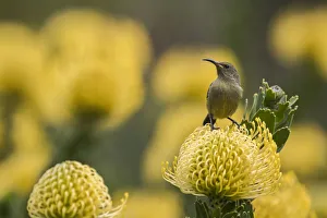 Orange-breasted sunbird (Anthobaphes violacea) female on Leucospermum cordifolium Orange-breasted sunbird (Anthobaphes violacea) female on Leucospermum cordifolium