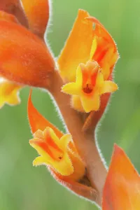 January 2023 Highlights Gallery: Orange colored dichromanthus orchid (Dichromanthus aurantiacus) in flower