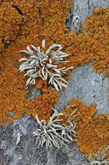 Orange coloured Seashore Lichens (Xanthoria parietina) and Sea Ivory (Ramalina siliquosa) UK Orange coloured Seashore Lichens (Xanthoria parietina) and Sea Ivory (Ramalina siliquosa) UK