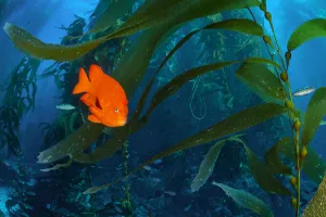 Orange Garibaldi damselfish (Hypsypops rubicundus) in a giant kelp (Macrocystis pyrifera Orange Garibaldi damselfish (Hypsypops rubicundus) in a giant kelp (Macrocystis pyrifera