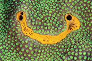 January 2023 Highlights Gallery: Orange icing sponge (Mycale laevis) growing on Mountainous star coral (Orbicella faveolata)