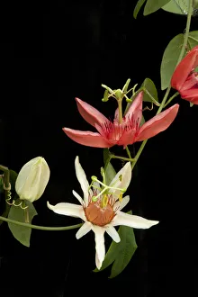 Orange-petaled passionflower (Passiflora aurantia) changing colour from cream to orange Orange-petaled passionflower (Passiflora aurantia) changing colour from cream to orange