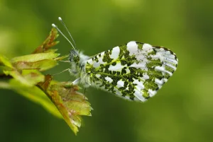 Orange-tip butterfly (Anthocharis cardamines) male resting on a leaf wings closed Orange-tip butterfly (Anthocharis cardamines) male resting on a leaf wings closed