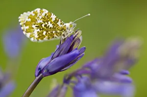 Orange Tip Butterfly (Anthocharis cardamines) female resting on bluebell, Lanhydrock woodland Orange Tip Butterfly (Anthocharis cardamines) female resting on bluebell, Lanhydrock woodland