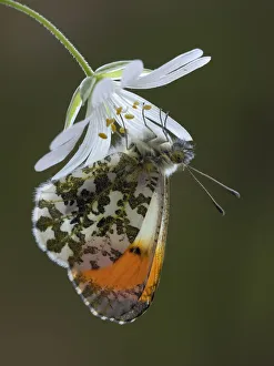 Orange tip butterfly (Anthocharis cardamines) male on Greater stitchwort flower in Orange tip butterfly (Anthocharis cardamines) male on Greater stitchwort flower in