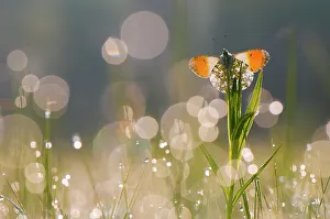 Orange tip butterfly (Anthocharis cardamines) male resting in dappled light created by Orange tip butterfly (Anthocharis cardamines) male resting in dappled light created by