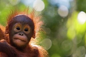 Looking At Camera Collection: Orangutan baby (Pongo pygmaeus) head portrait of baby, Semengoh Nature reserve, Sarawak, Borneo