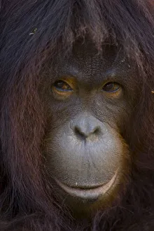 Orangutan {Pong pygmaeus} portrait, Sungai Kinabatangan, Sabah, Borneo, Malaysia Orangutan {Pong pygmaeus} portrait, Sungai Kinabatangan, Sabah, Borneo, Malaysia
