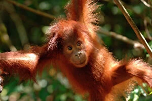 Indonesia Collection: Orangutan {Pongo pygmaeus} baby swinging in the trees, Rehabilitation sanctuary