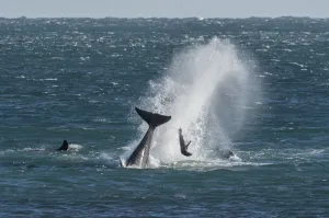 Orca (Orcinus orca) pod hunting Sealion, tossing it out of the sea, Punta Norte Orca (Orcinus orca) pod hunting Sealion, tossing it out of the sea, Punta Norte