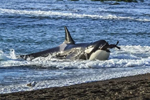 Orca (Orcinus orca) with South American sealion (Otaria flavescens) in mouth, beaching