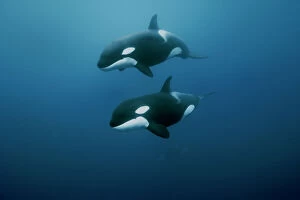 Dolphin Gallery: Orcas / killer whales (Orcinus orca) swimming in open water, Three Kings Islands, New Zealand