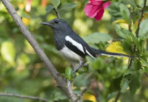 Chat Thrush Gallery: Oriental Magpie Robin (Copsychus saularis) female, Whitefield, Bangalore, India, March