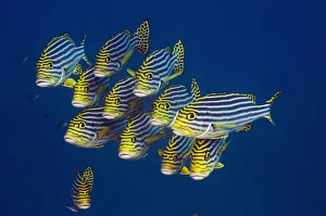 Oriental sweetlips (Plectorhinchus vittatus), Maldives, Indian Ocean Oriental sweetlips (Plectorhinchus vittatus), Maldives, Indian Ocean