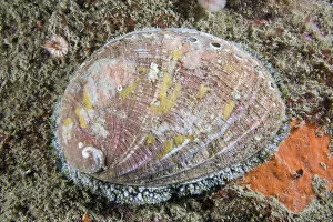 Images Dated 20th July 2010: Ormer (Haliotis tuberculata). Channel Islands, UK, July
