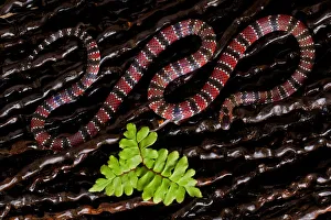 Ornate coral snake (Micrurus ornatissimus) viewed from above, Yasuni National Park Ornate coral snake (Micrurus ornatissimus) viewed from above, Yasuni National Park