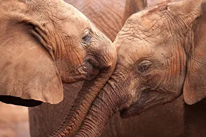 Two orphan baby Elephants (Loxodonta africana) being affectionate Two orphan baby Elephants (Loxodonta africana) being affectionate