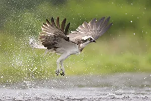 Osprey (Pandion haliaetus) flying above water, Rothiemurchus, Cairngorms National Park Osprey (Pandion haliaetus) flying above water, Rothiemurchus, Cairngorms National Park