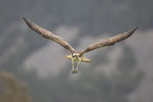 Osprey (Pandion haliaetus) male flying, Cairngorms National Park, Scotland, UK, May Osprey (Pandion haliaetus) male flying, Cairngorms National Park, Scotland, UK, May