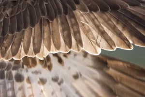 Osprey (Pandion haliaetus) male wing detail, Cairngorms National Park, Scotland, UK Osprey (Pandion haliaetus) male wing detail, Cairngorms National Park, Scotland, UK
