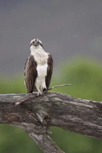 Osprey (Pandion haliaetus) perched on branch, holding stick in its foot, Cairngorms National Park Osprey (Pandion haliaetus) perched on branch, holding stick in its foot, Cairngorms National Park
