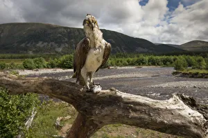 Osprey (Pandion haliaetus) perching on branch with fish, river and hills in background Osprey (Pandion haliaetus) perching on branch with fish, river and hills in background