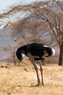 Ostrich (Struthio camelus) male preening, looking headless, Samburu Reserve, Kenya Ostrich (Struthio camelus) male preening, looking headless, Samburu Reserve, Kenya