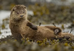 Otter (Lutra lutra) female grooming in seaweed, Mull, Scotland, England, UK, September