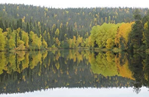 Images Dated 24th June 2009: Oulanka River, Finland, September 2008. Woodland predominantly Spruce (Picea abies)