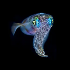 Oval squid (Sepioteuthis lessoniana) photographed at night, Green Island, Taiwan Oval squid (Sepioteuthis lessoniana) photographed at night, Green Island, Taiwan